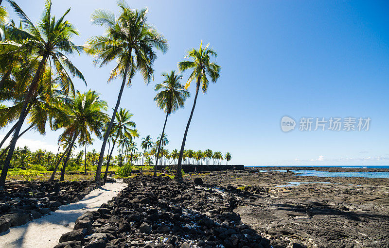 Pu'uhonua o的椰子树Hōnaunau